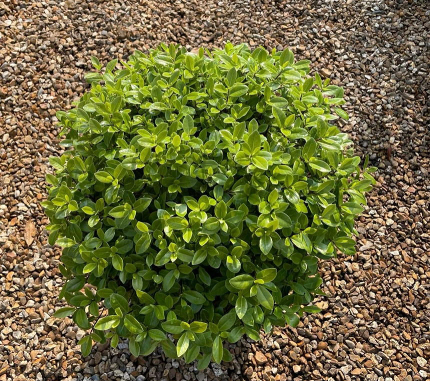 Pittosporum Hedgehog