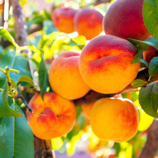 Nectarine Flavourzee