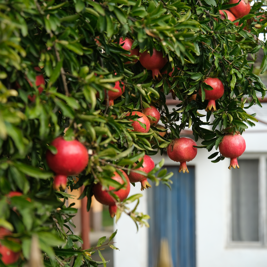 Pomegranate Wonderful