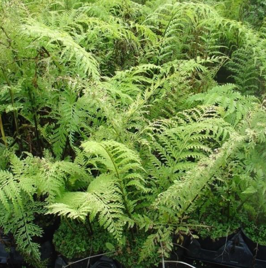 Chicken and Hen Fern