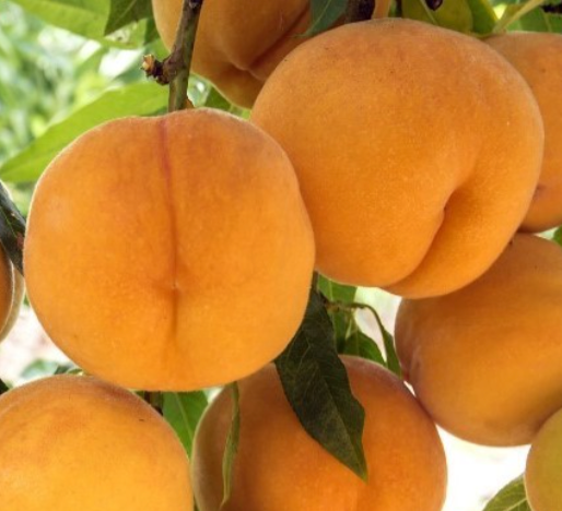 Peach Golden Queen