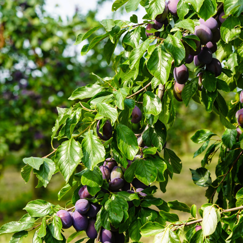 Prune Italian