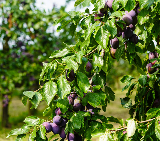 Prune Italian