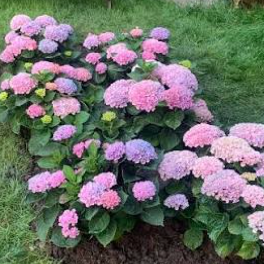 Hydrangea Magical Revolution