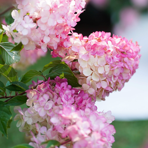 Hydrangea Sundae Fraise