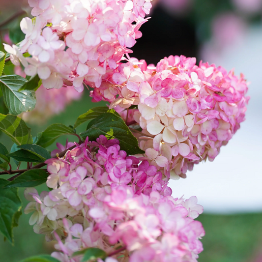 Hydrangea Sundae Fraise
