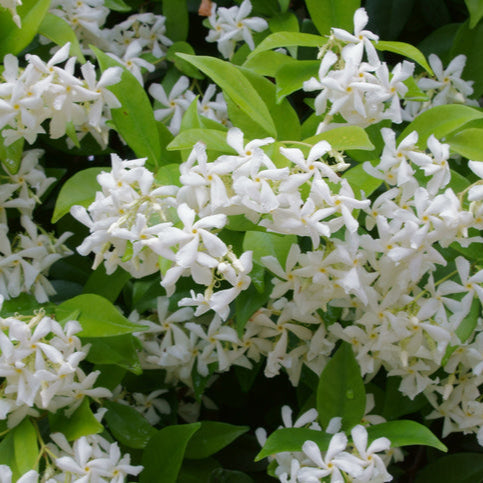 Star Jasmine