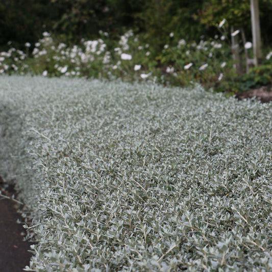 Teucrium Fruticans