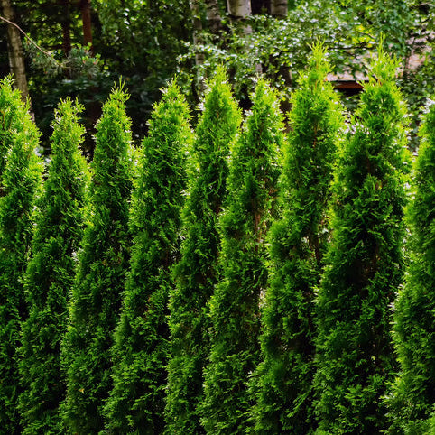 Thuja Smaragd