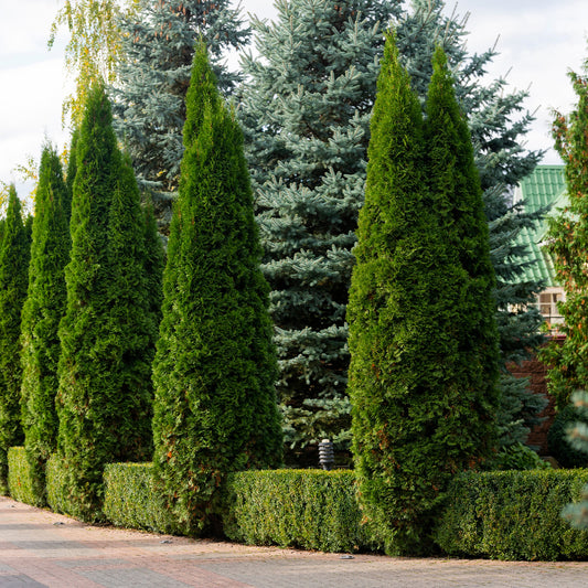Thuja Green Giant