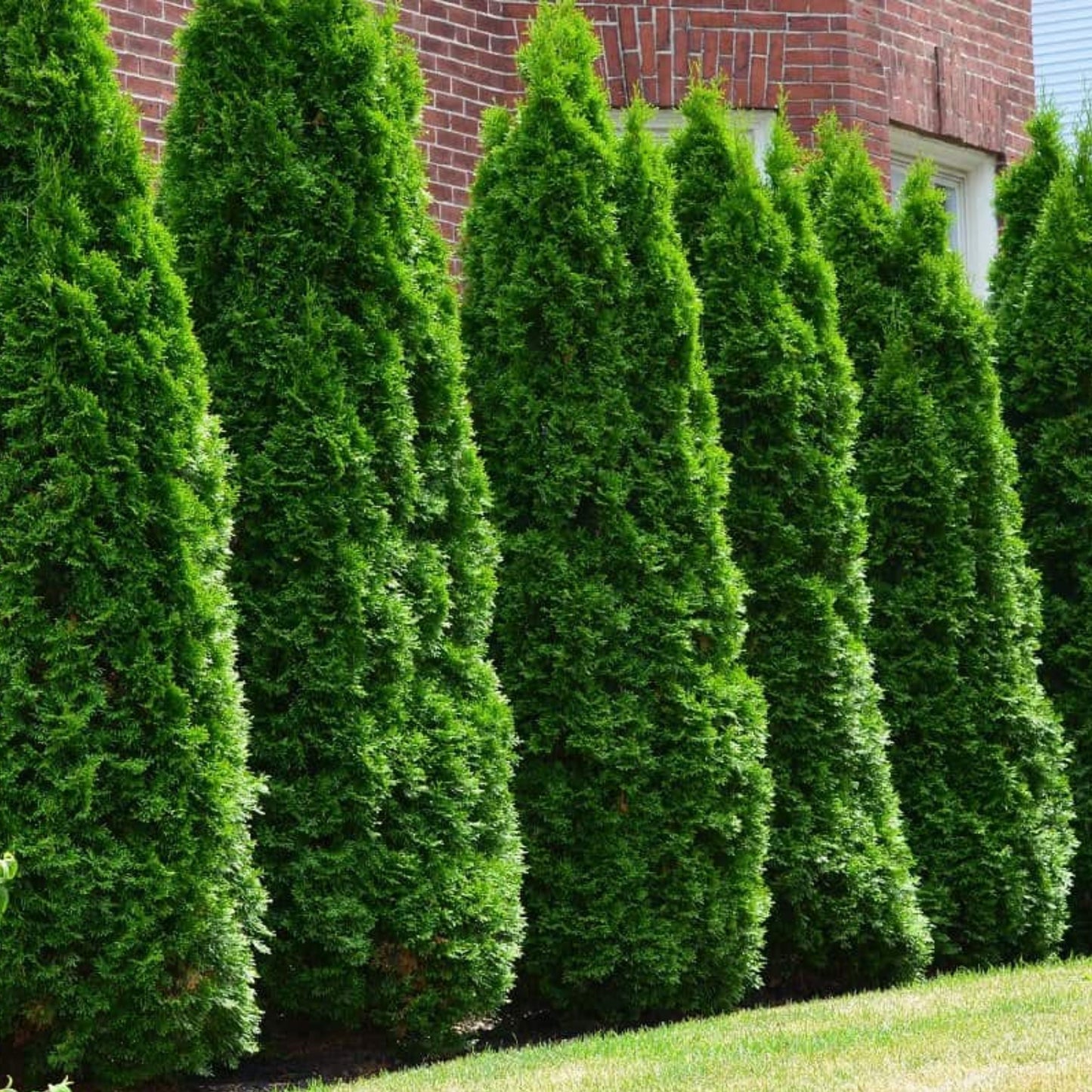 Thuja Pyramidalis