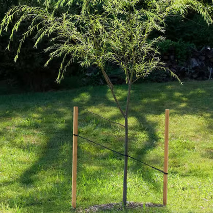 Tree Stake