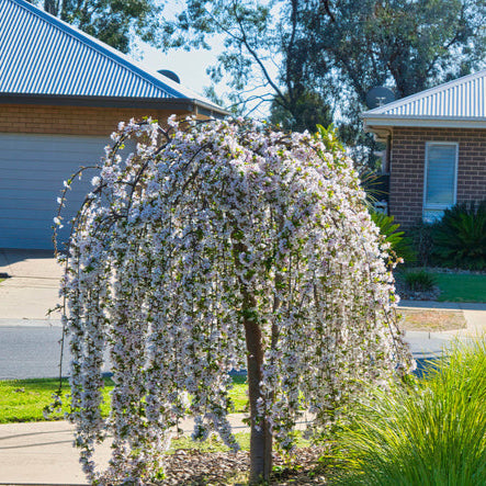 Weeping Peach Cascade