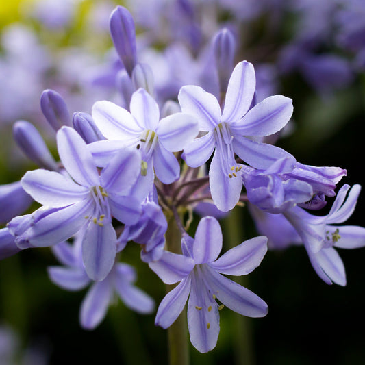 Agapanthus Peter Pan
