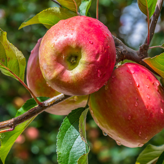 Apple Pink Lady