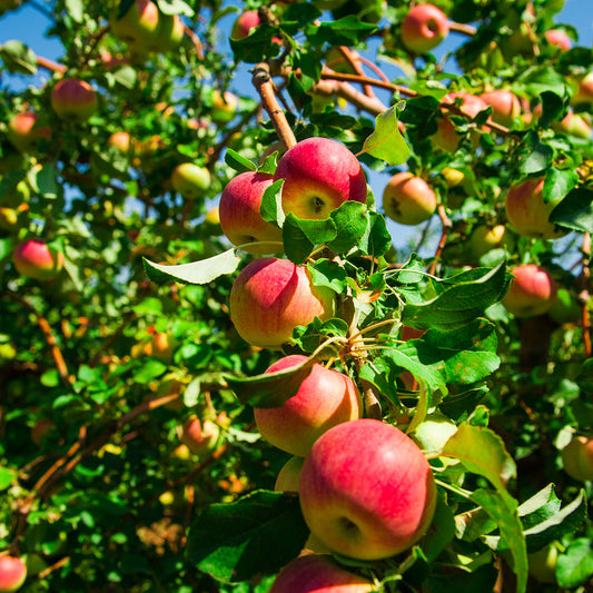 Apple Royal Gala — Semi Dwarf