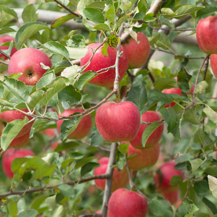 Apple Pacific Rose (Sciros) — Semi Dwarf