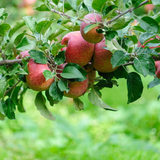 Apple Ballerina Waltz