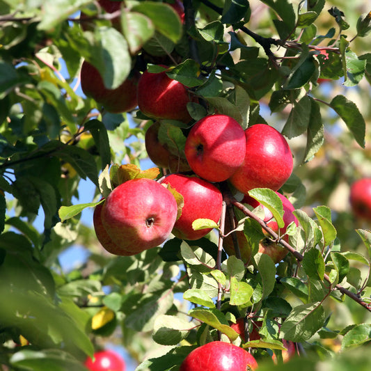 Apple Ballerina Poka