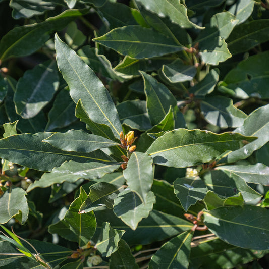 Bay Tree