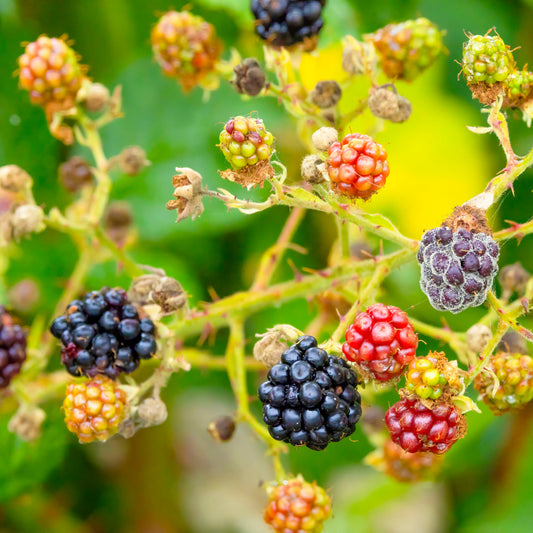 Blackberry Satin