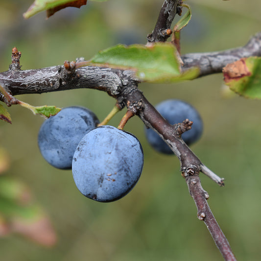 Blueberry Nui