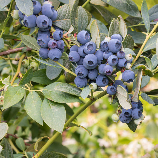 Blueberry Duke