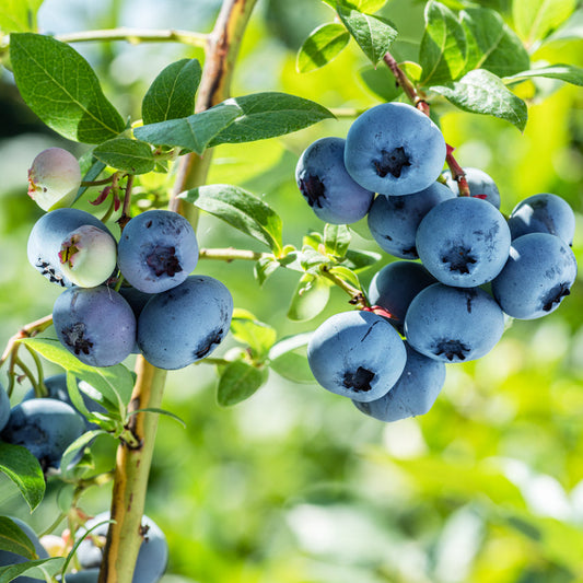Blueberry Bluecorp