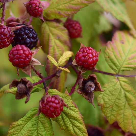 Boysenberry Mapua