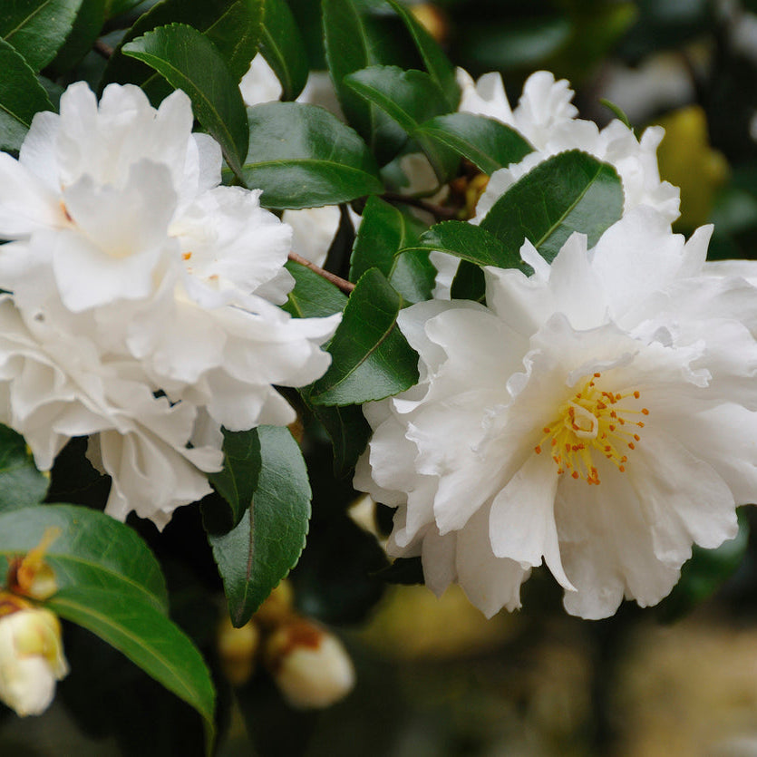 Camellia Setsugekka