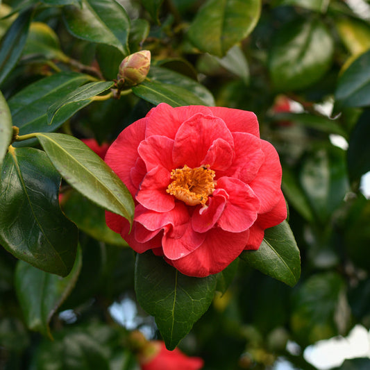 Camellia Bob Hope