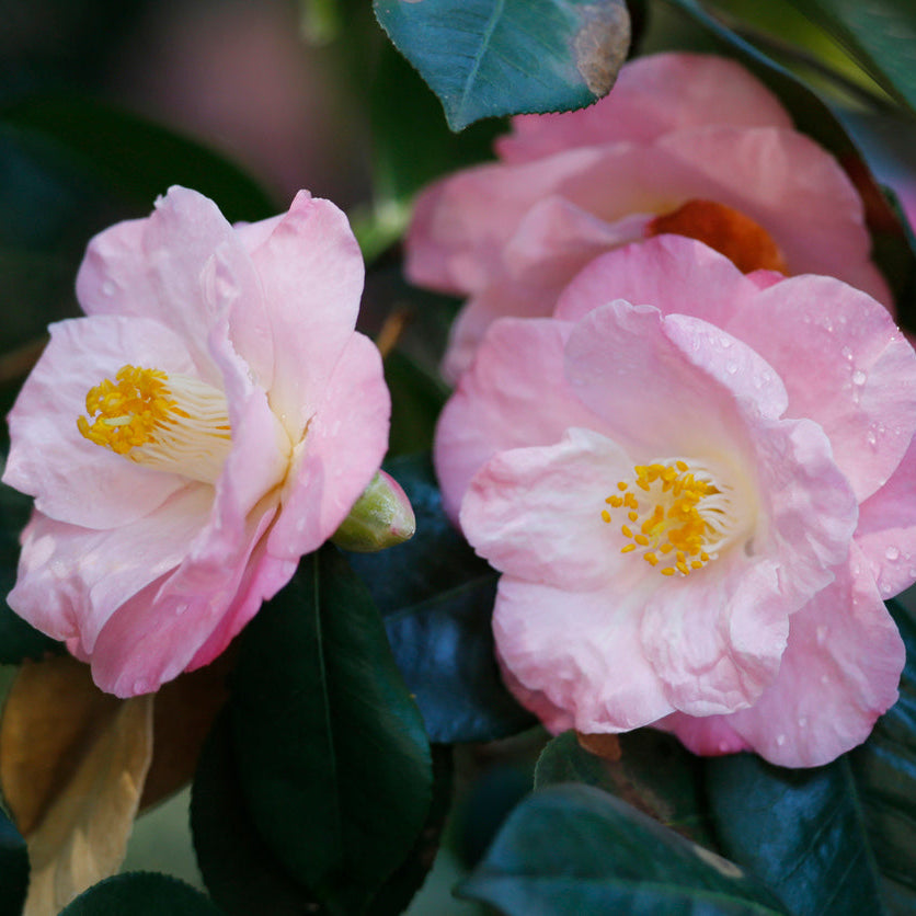 Camellia High Fragrance