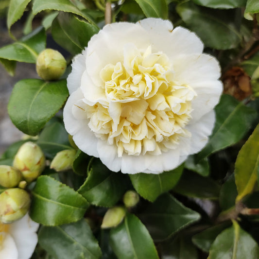 Camellia Lemon Drop