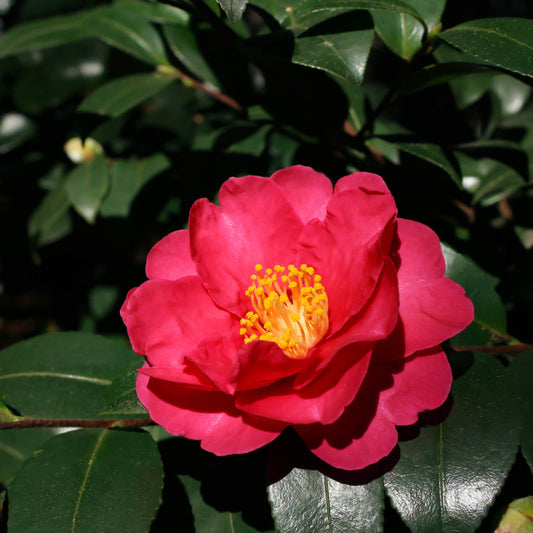 Camellia Midnight