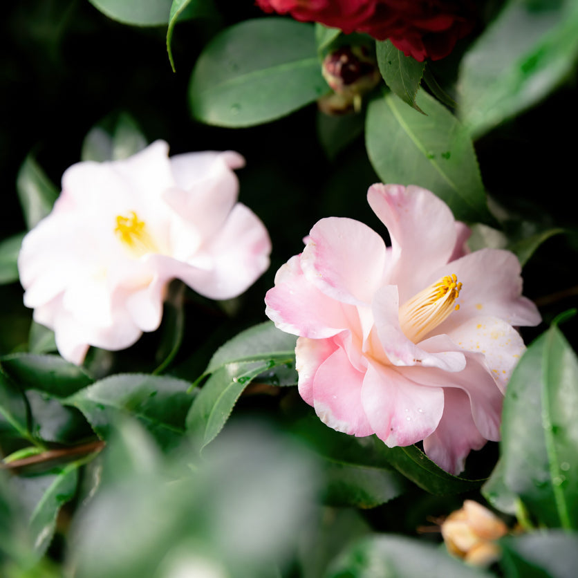Camellia Paradise Blush