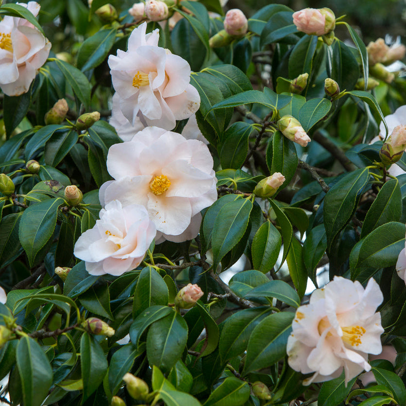 Camellia Silver Tower