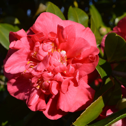 Camellia Sparkling Burgundy