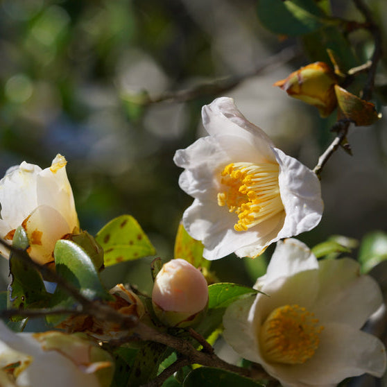 Camellia Transnokoensis