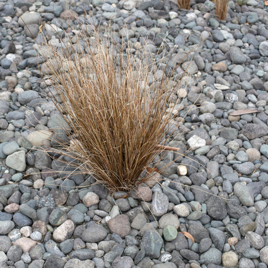 Carex Buchananii