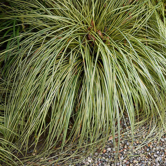 Carex Featherfalls