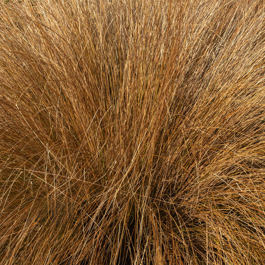 Chionochloa Rubra