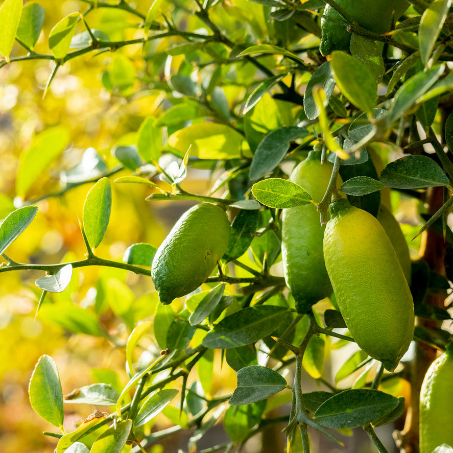 Citrus Finger Limes