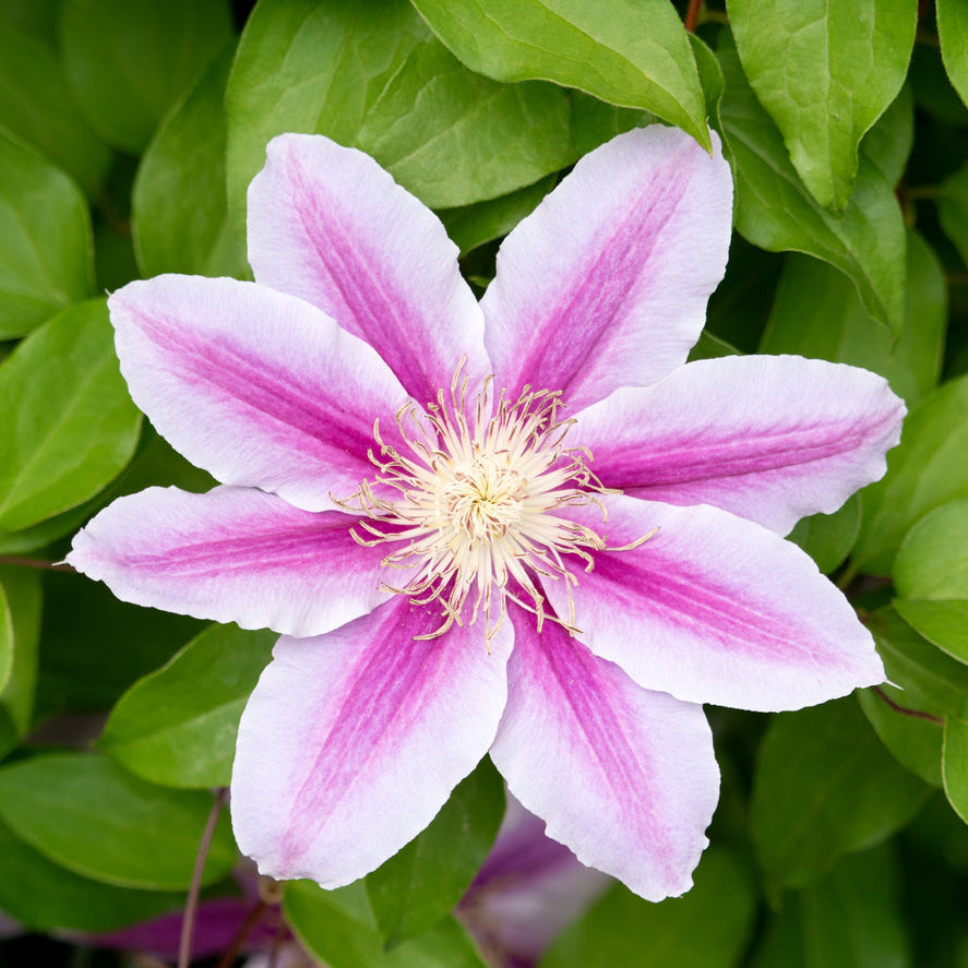 Clematis Giant Star