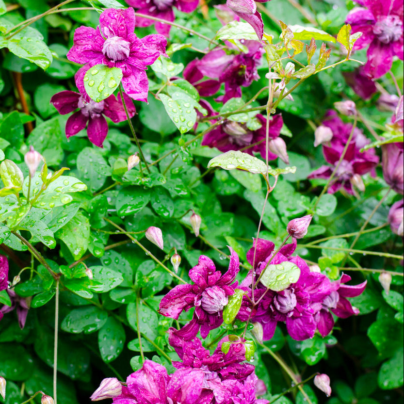 Clematis Pied Piper