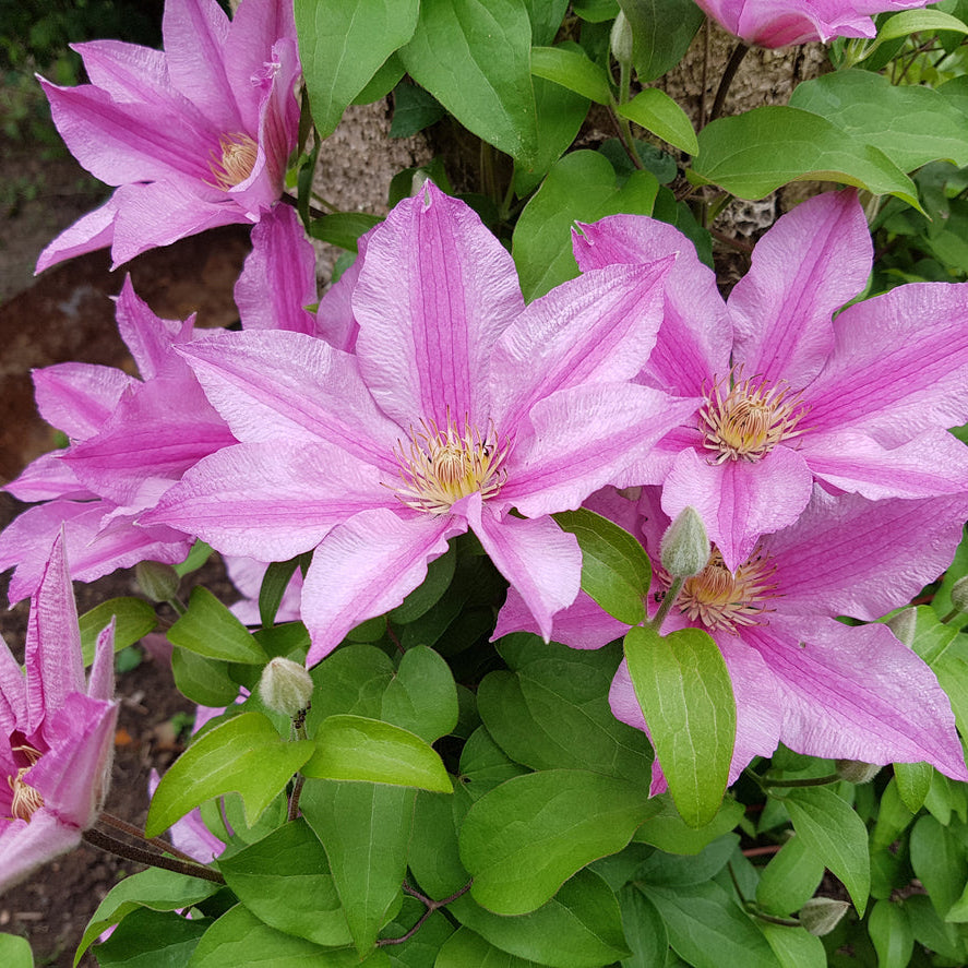 Clematis Pink Giant Star