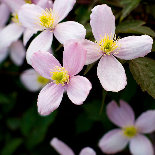 Clematis Rubens
