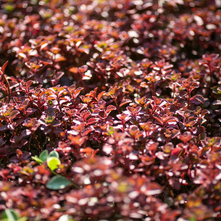 Coprosma Red Rock