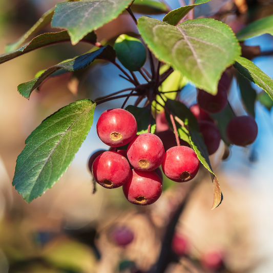 Crab Apple Jelly King