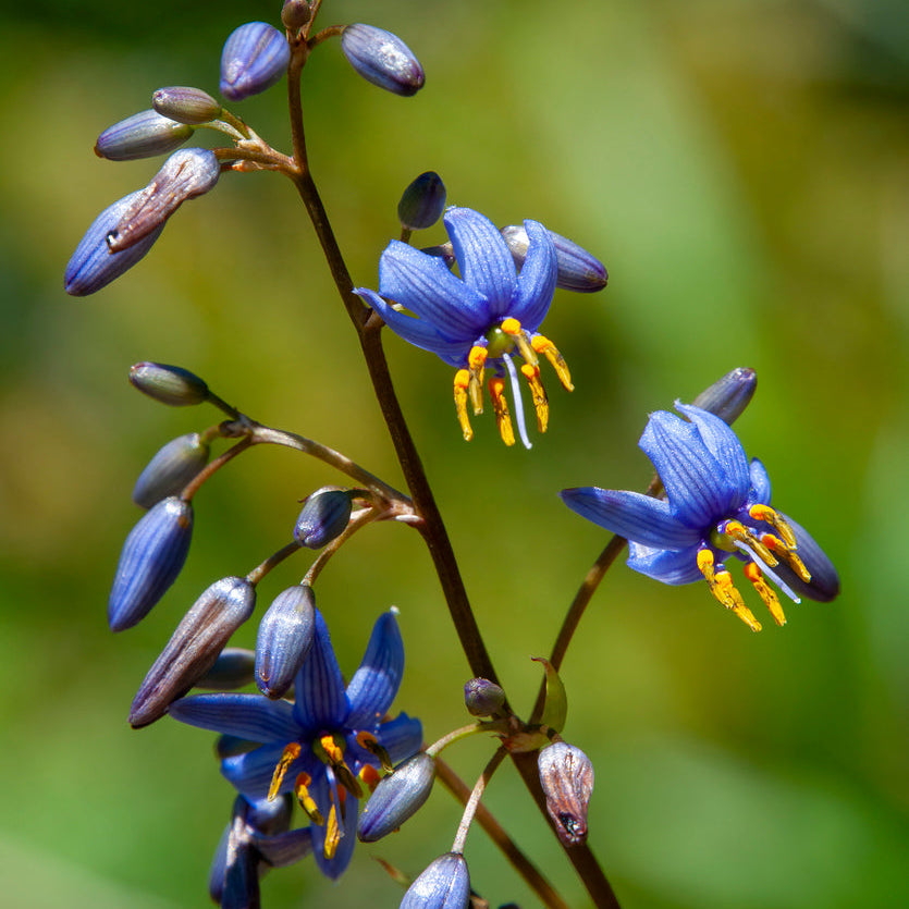 Dianella Little Rev