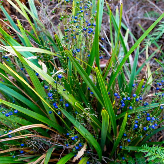 Dianella Nigra